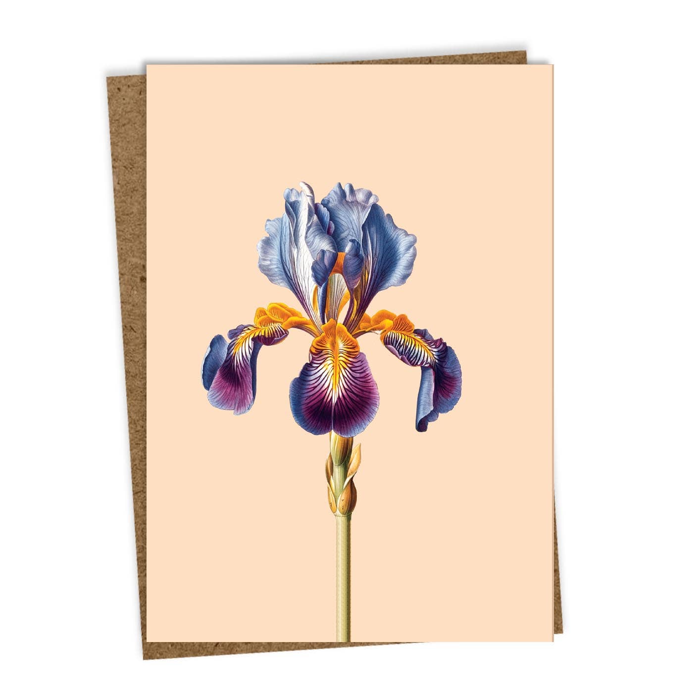Die 30x40 Iris Leporello Grußkarte zeigt eine detaillierte blaue und violette Iris-Illustration mit gelben Akzenten auf blassem pfirsichfarbenem Hintergrund, gepaart mit einem braunen Umschlag, gedruckt in Deutschland auf Recyclingpapier.