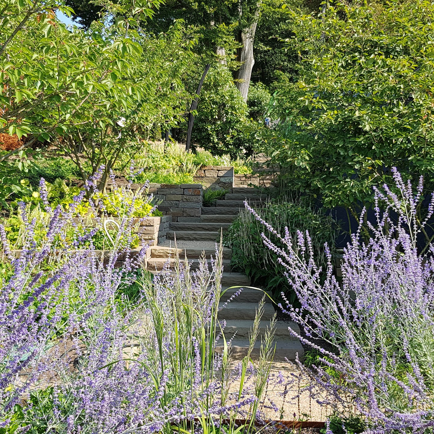 Inspiriert von "Frischer Wind für alte Gärten" von Dr. Isabelle Van Groeningen schlängeln sich Steinstufen durch einen üppigen Garten mit grünem Laub und hohen violetten Blumen, während das Sonnenlicht durch die Bäume darüber fällt.