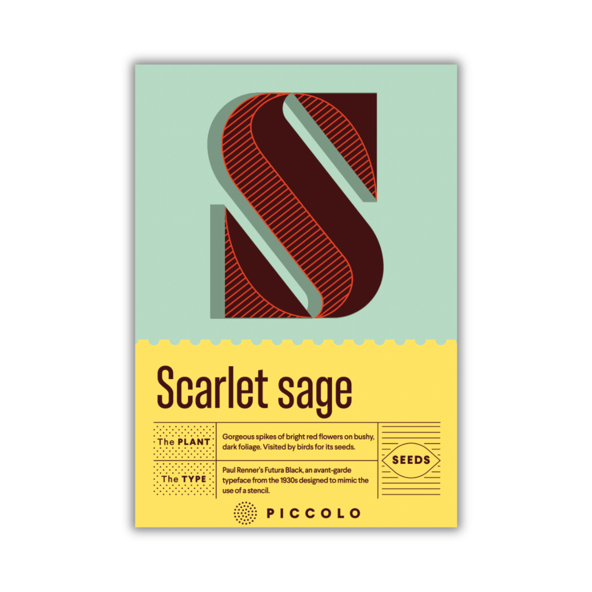 Eine Packung „Piccolo Seeds – S – Scharlachroter Salbei“ zeigt ein großes, stilisiertes rotes „S“ auf mintgrünem Hintergrund, Informationen zu Pflanze und Art, ein kleines Logo von Piccolo Seeds und Andeutungen roter Blütenspitzen am unteren Rand.