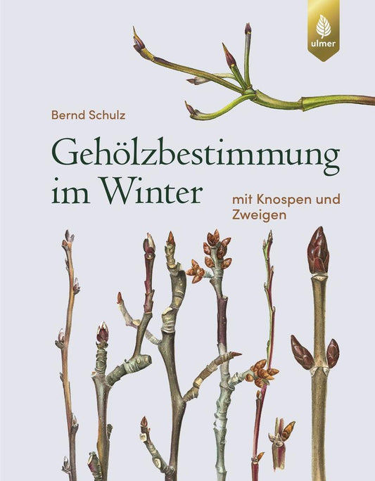 Das Buchcover des Buches „Gehölzbestimmung im Winter“ des Verlags Eugen Ulmer zeigt illustrierte winterliche Baumzweige und -knospen auf weißem Grund, oben rechts das Ulmer-Logo. Schwerpunkt: Bäume anhand von Knospen und Zweigen bestimmen.