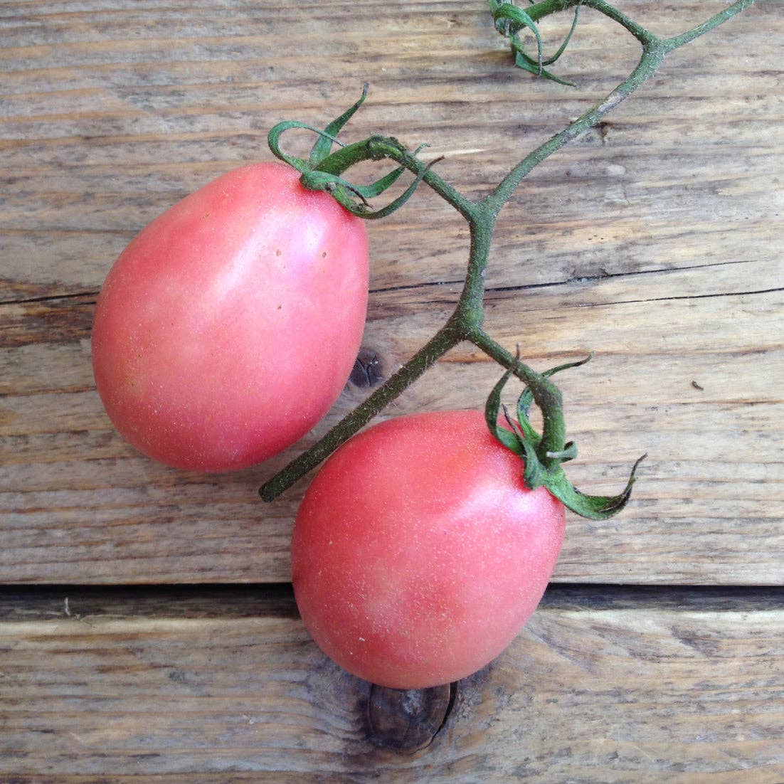Zwei ovale, rosafarbene Thai Piccolo Seeds - Tomaten-Thai-rosa Ei-Tomaten, die an einer grünen Ranke hängen, ruhen auf einer rustikalen Holzfläche.