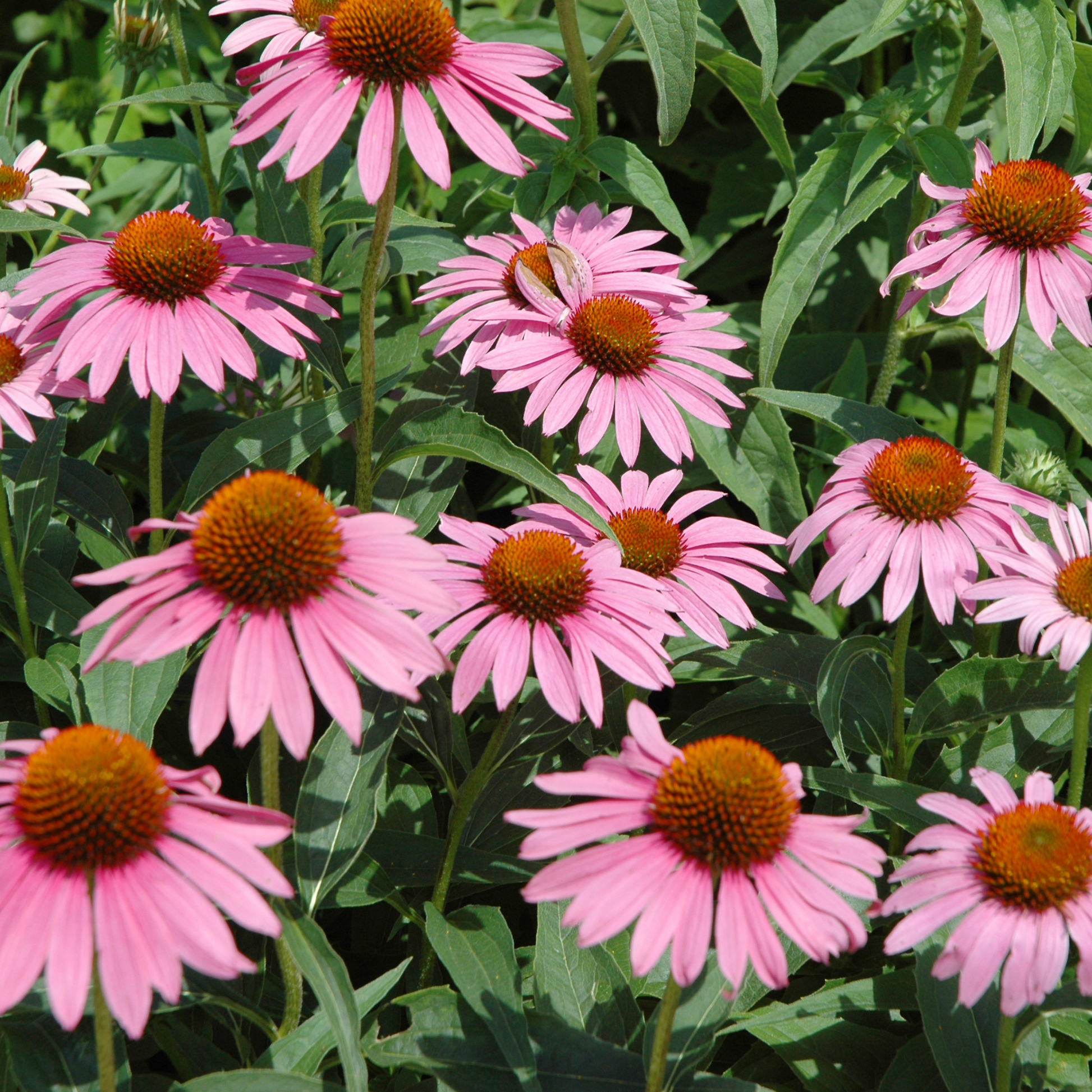 Piccolo Seeds - Echinacea Starlight von Piccolo Seeds bietet Büschel von Echinacea mit rosafarbenen Blütenblättern und orange-braunen Zentren, die wunderschön von üppigem grünem Laub umgeben sind.