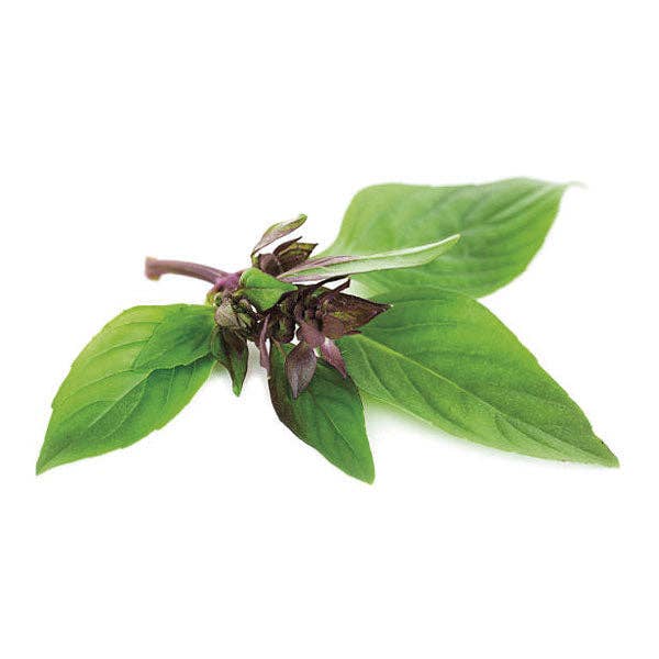 Ein Zweig Piccolo Seeds - Basilikum Thai, mit grünen Blättern und violetten Stielen und Blütenknospen, isoliert auf weißem Hintergrund - perfekt für die asiatische Küche. Marke: Piccolo Seeds.