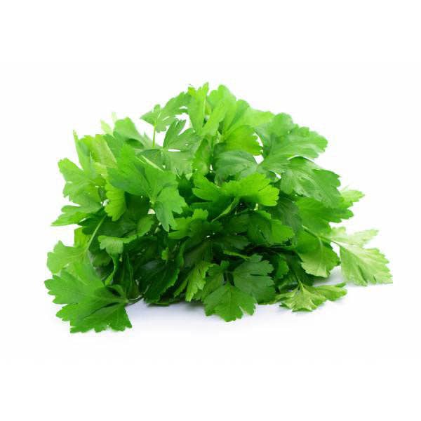 Piccolo Seeds - Petersilie Gigante d'Italia: Frische glatte Petersilie mit leuchtend grünen Blättern, perfekt für den Herbstanbau und zum Verfeinern Ihrer Gerichte. Aus hochwertigen Piccolo Seeds. Abbildung auf weißem Hintergrund.