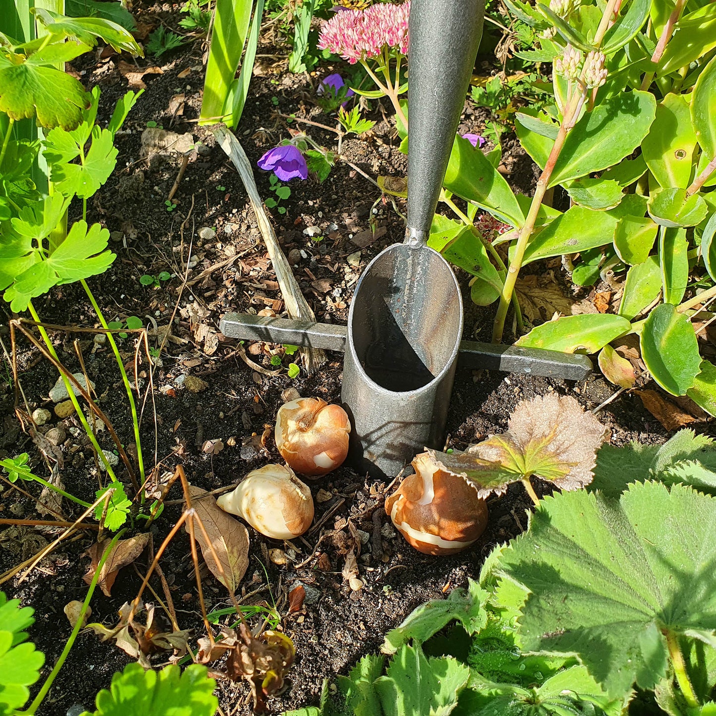 Ein Blumenzwiebel-Pflanzgefäß ruht in der Erde zwischen Grünpflanzen, mit Frühjahrszwiebeln in der Nähe, bereit zum Einpflanzen - perfekt für den "Fr. 19.09.2025 | 10.00-13.00 HALBTAGESKURS - Mit Zwiebeln und Frühblühern" der Königlichen Gartenakademie, geleitet von Astrid Torrens.