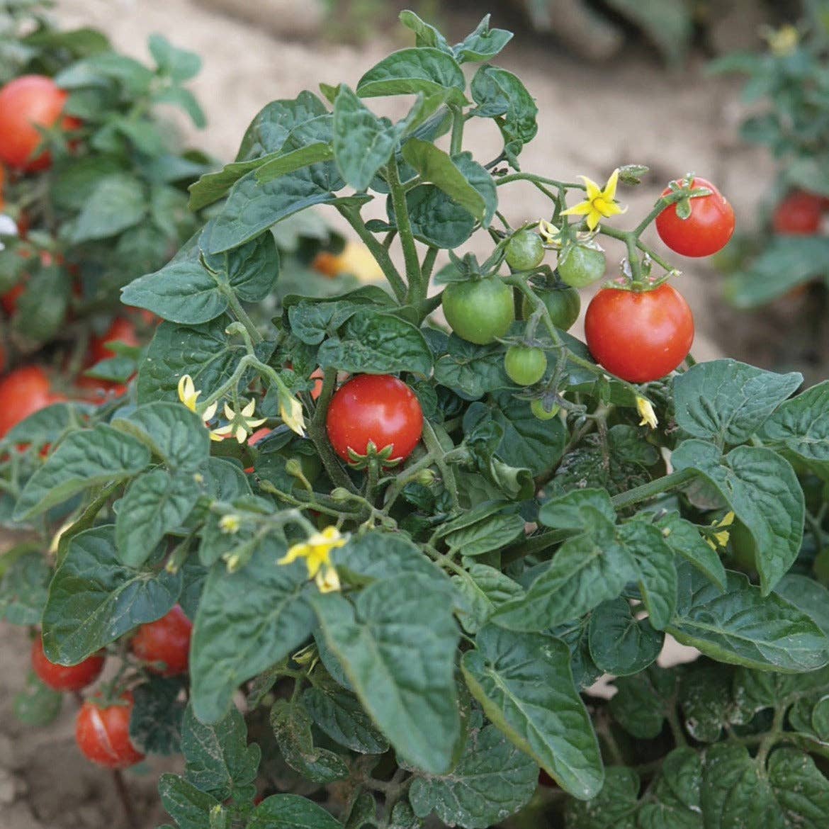 Piccolo Seeds – Die Tomate Tiny Tim bringt kompakte Tomatenpflanzen mit Trauben roter reifer und grüner unreifer Tomaten hervor. Dazu kommen kleine gelbe Blüten zwischen dichten grünen Blättern. Marke: Piccolo Seeds.