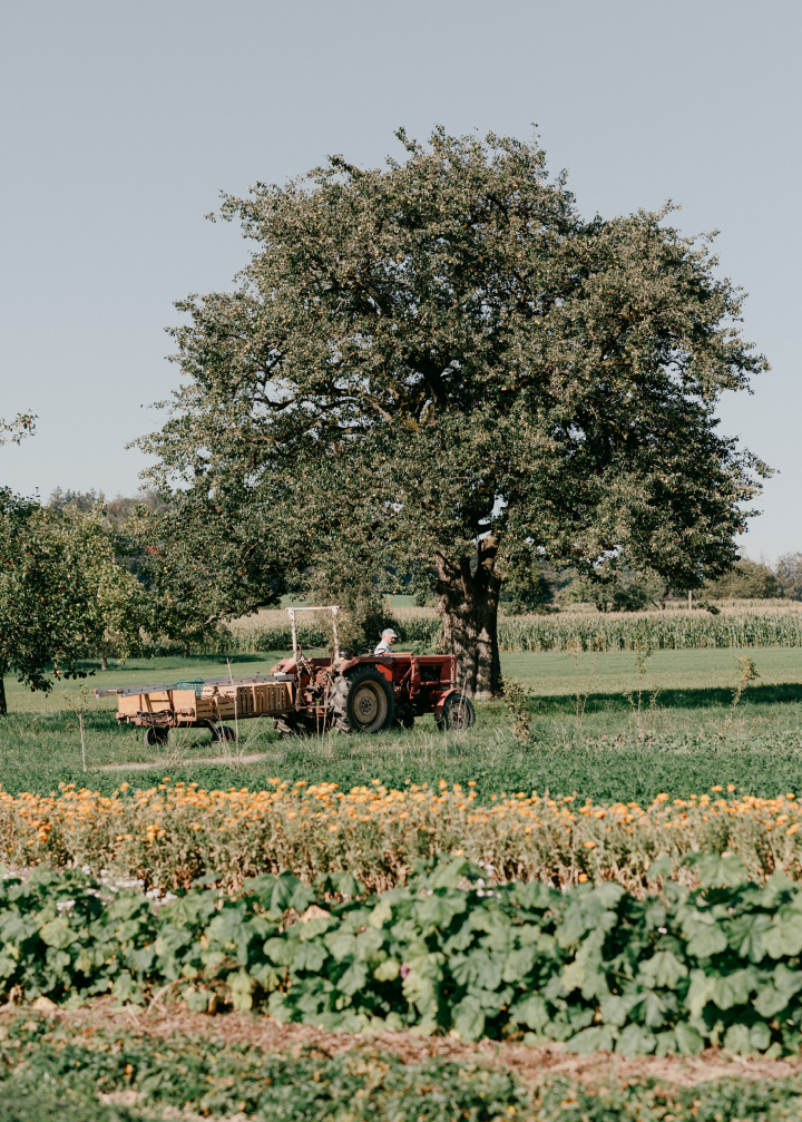 Ein Bauer fährt an einem sonnigen Tag mit einem roten Traktor mit Anhänger über ein grünes Feld, vorbei an einem großen Baum. Im Vordergrund sind Reihen von Feldfrüchten, gelbe Blumen und das Räucherbündel Slow Motion von Kruut zu sehen.