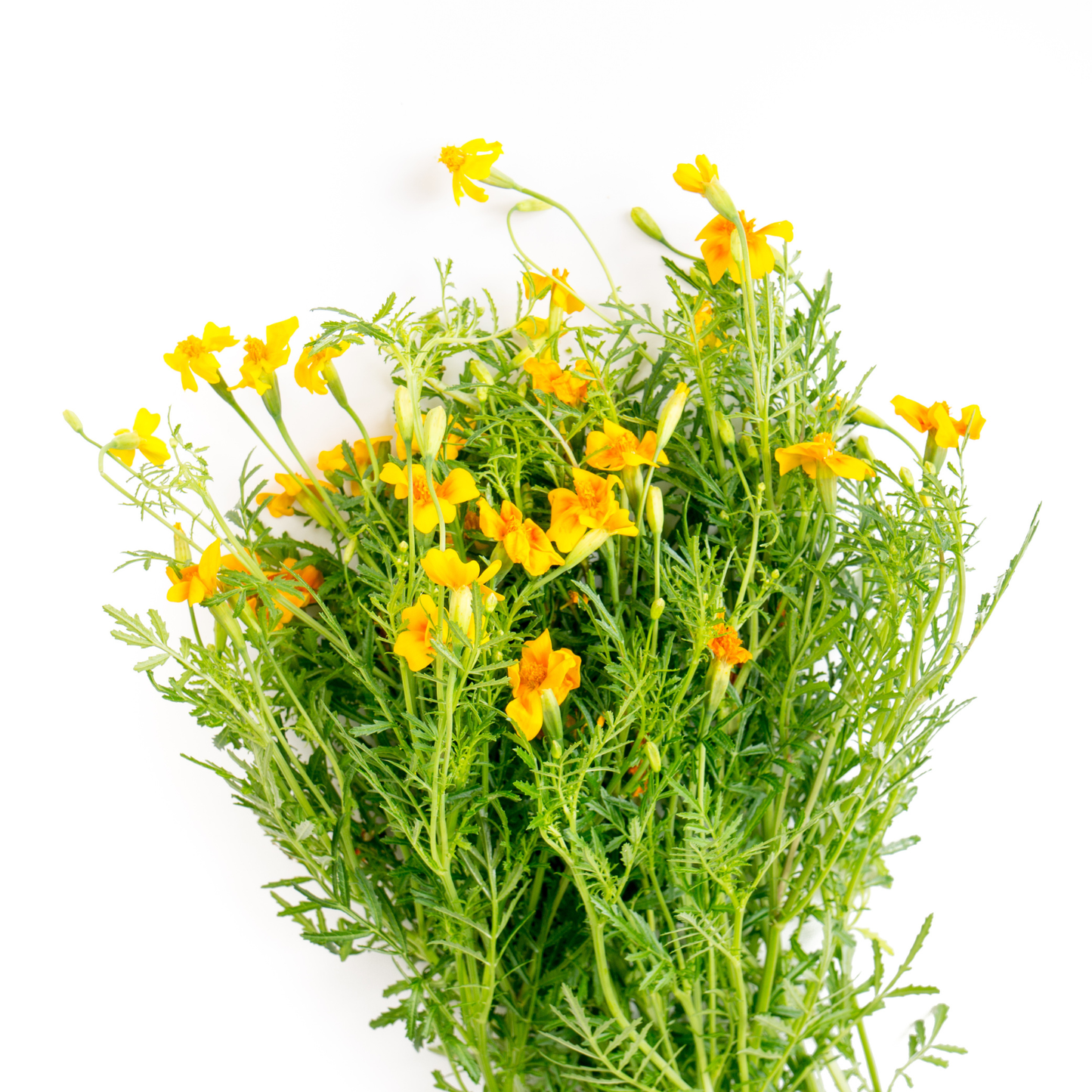 Ein Strauß frischer grüner Ringelblumenblätter mit kleinen, leuchtend gelb-orangen Blüten – Piccolo Seeds – Ringelblume Starfire Mix von Piccolo Seeds – wird oft für Tag der Toten verwendet und vor einem weißen Hintergrund gezeigt.
