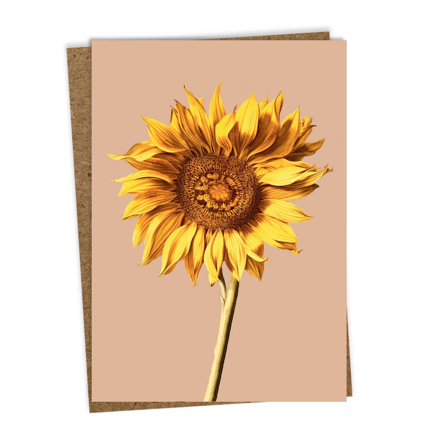 Die 30x40 - Sonnenblumen Leporello Grußkarte von 30x40 zeigt eine realistische Sonnenblume, kommt mit braunem Umschlag und wird in Deutschland auf hochwertigem Recyclingpapier gedruckt.