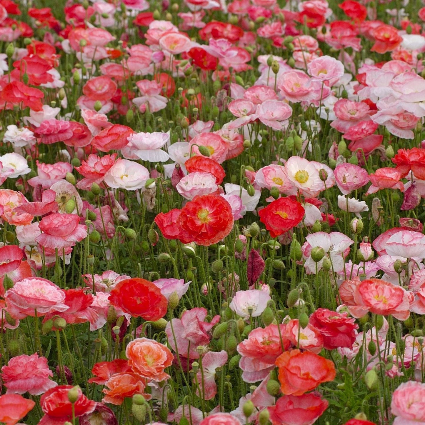 Piccolo Seeds - Alte Blumenwiese