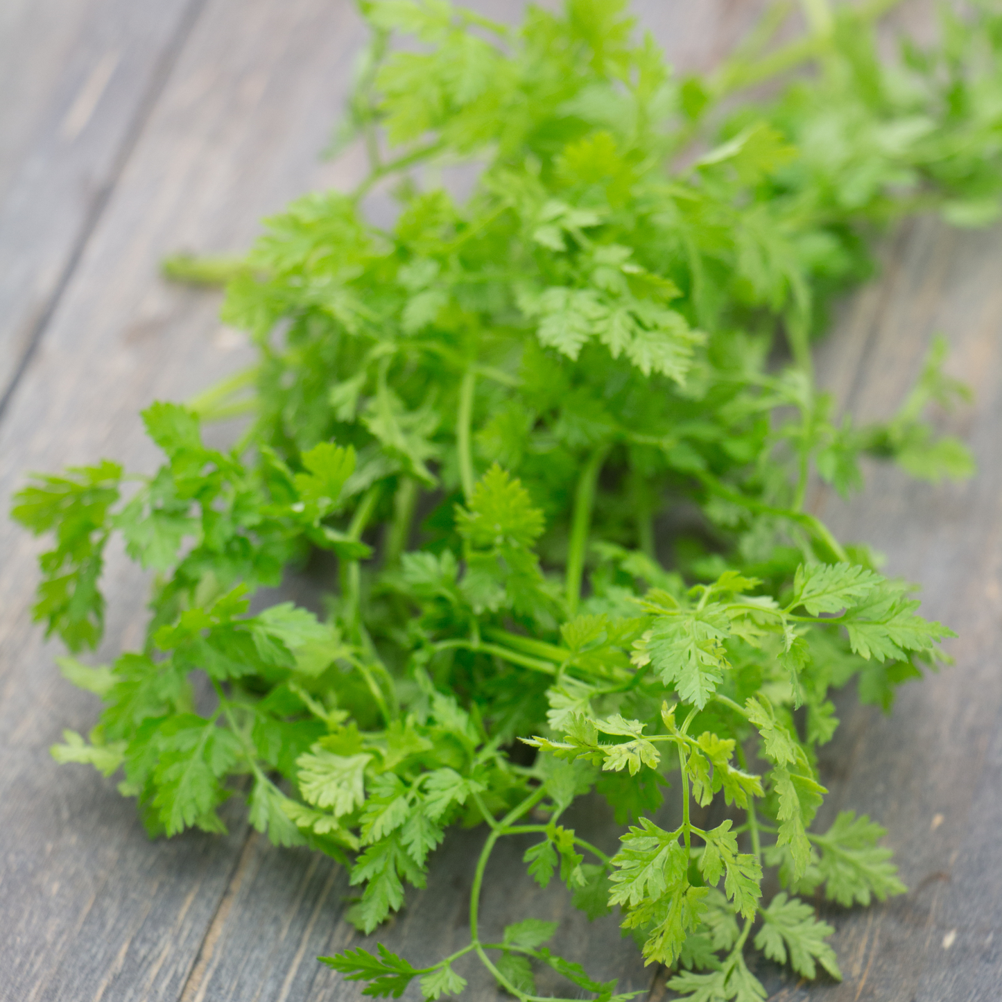 Frische, federleichte Kerbelblätter auf einer hölzernen Oberfläche - perfekt für die Inspiration Ihrer eigenen Kräuterbeete mit Piccolo Seeds - Küchenkräuter von Piccolo Seeds.