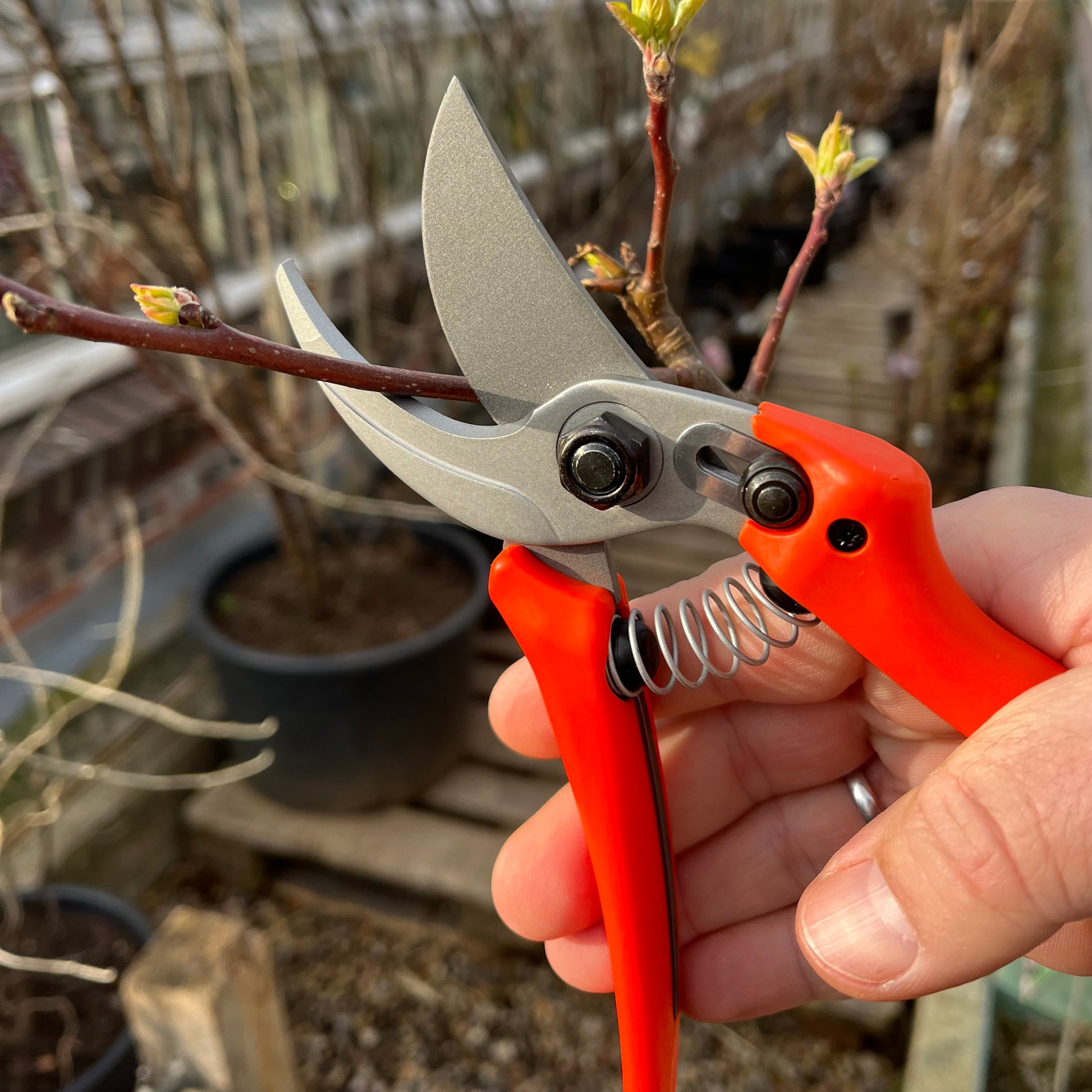 Eine Hand verwendet die Löwe Original Löwe 14 - Economic Clean Cut Gartenschere, um einen knospenden Ast zu beschneiden. Im Hintergrund sind Topfpflanzen und ein Holzsteg sanft verschwommen und spiegeln konzentrierte Gartenarbeit wider.