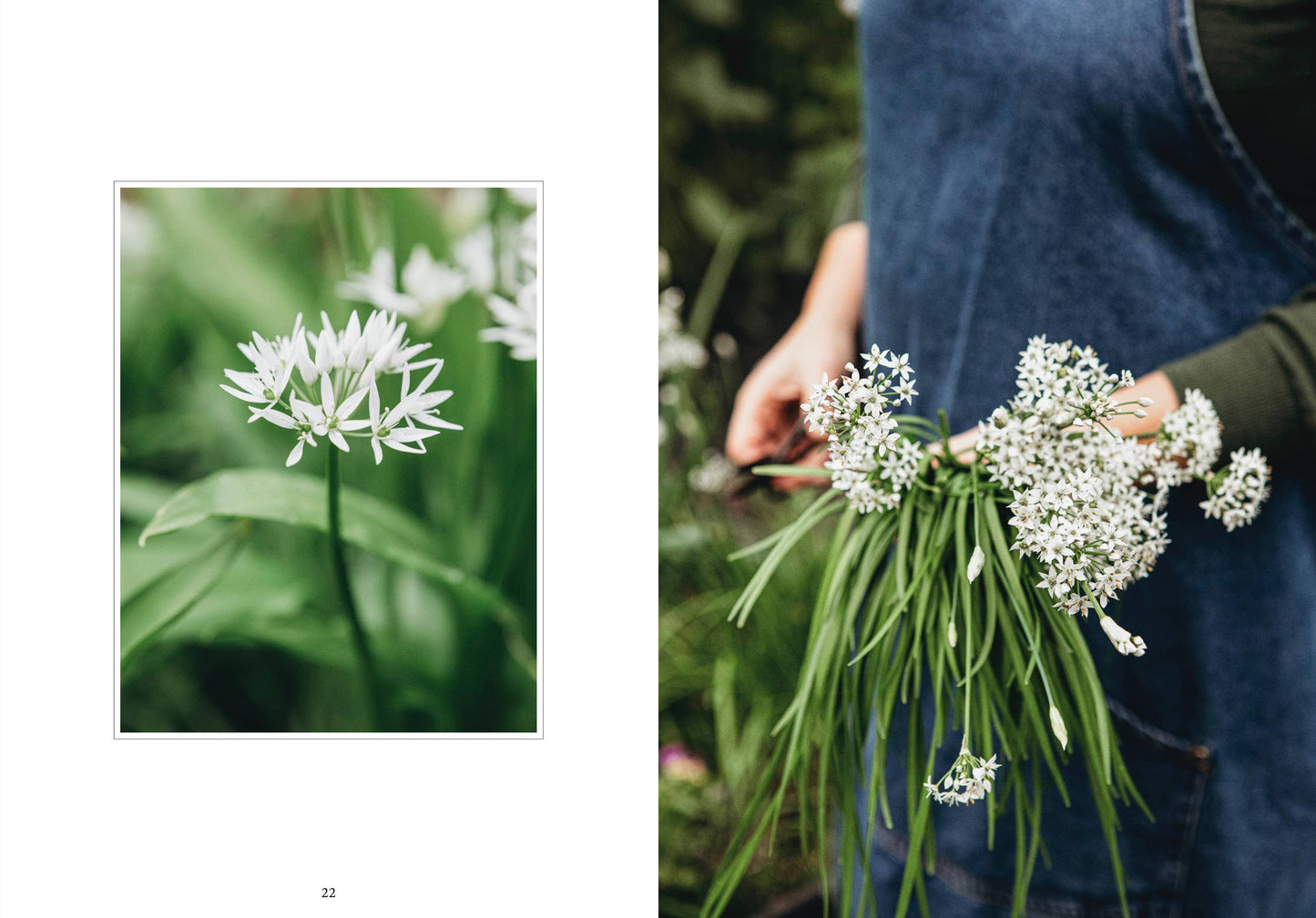 Cozy Publishing - Living with herbs