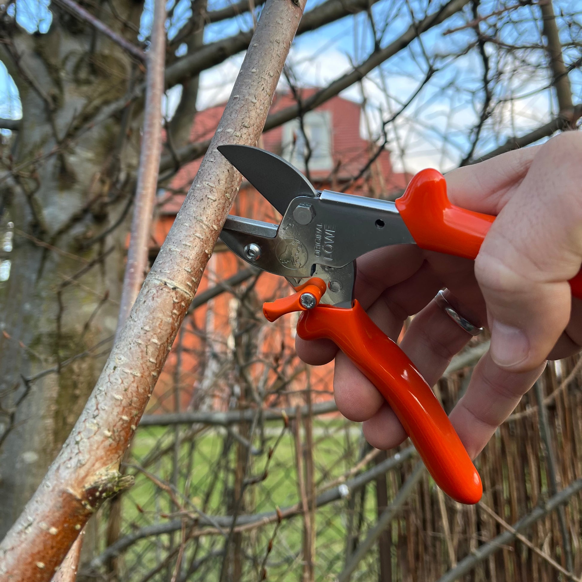 Eine Hand benutzt die Löwe Original Löwe 5 - Classic Easy Cut Gartenschere, um einen dünnen Ast zu schneiden. Kahle Äste und ein Haus verschwimmen im Hintergrund und unterstreichen den präzisen Schnitt mit Amboss-Technik.