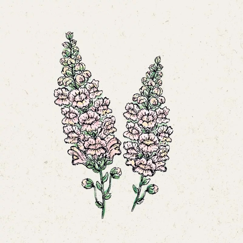 Eine handgezeichnete Illustration von zwei blassrosa Antirrhinum majus „Costa Silver“ (Löwenmäulchen)-Blüten mit grünen Stielen und Blättern auf einem hellen, strukturierten Hintergrund von Jora Dahl.