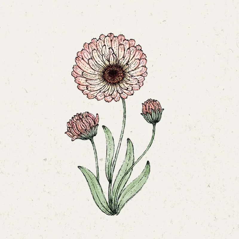 Zarte botanische Illustration von Jora Dahl Calendula 'Bronze Beauty' (Ringelblume) mit rosa-pfirsichfarbenen Blütenblättern, bronzefarbener Mitte, grünen Blättern und Knospen, inspiriert vom Schnittblumen-Stil auf einem leicht strukturierten Hintergrund.