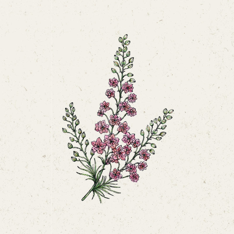 Zarte Illustration von Jora Dahl - Delphinium consolida 'QIS Rose' (Rittersporn) mit rosafarbenen Blüten und grünen Knospen auf schlanken Stielen, vor einem leicht strukturierten Hintergrund - ideal als Schnitt- und Trockenblumen-Inspiration.