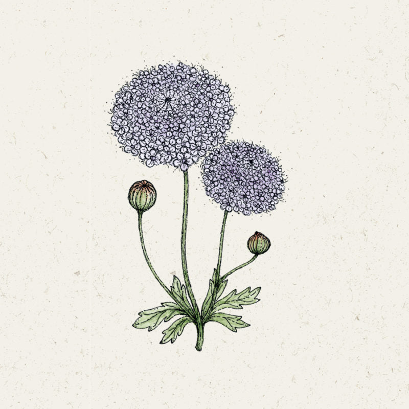 Illustration von Jora Dahl | Didiscus caeruleus 'Lace Mixture' (Blaudolde), die zwei runde violette Blütenbüschel und zwei grüne Knospen über gezackten Blättern auf langen Stielen zeigt, vor einem gebrochen weißen Hintergrund. Ideal für Schnittblumen und einjährige Blumen im Garten.