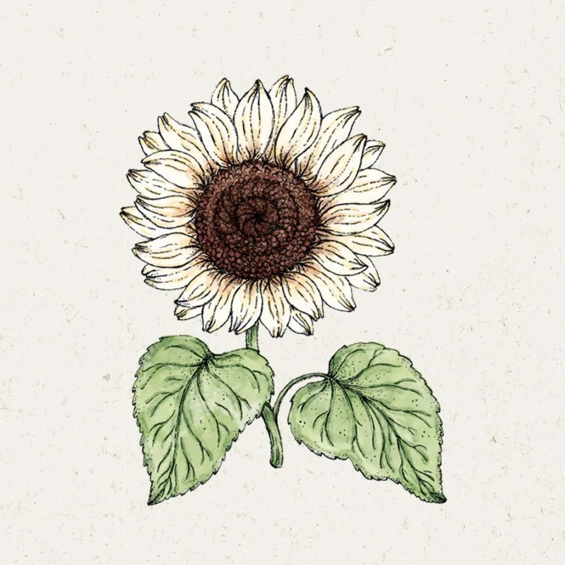 Eine handgezeichnete Illustration von Jora Dahl – Helianthus debilis 'Vanilla Ice' (Sonnenblume) zeigt eine große braune Mitte, elfenbeinfarbene Blütenblätter und zwei grüne Blätter auf einem hellen, strukturierten Hintergrund. Marke: Jora Dahl.