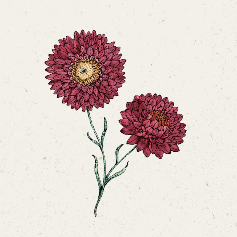 Eine handgezeichnete Illustration von Jora Dahl | Helichrysum bracteatum 'Scarlet' (Strohblume) von Jora Dahl, mit zwei scharlachroten Blüten mit gelben Zentren und grünen Stielen auf einem leicht gesprenkelten cremefarbenen Hintergrund.