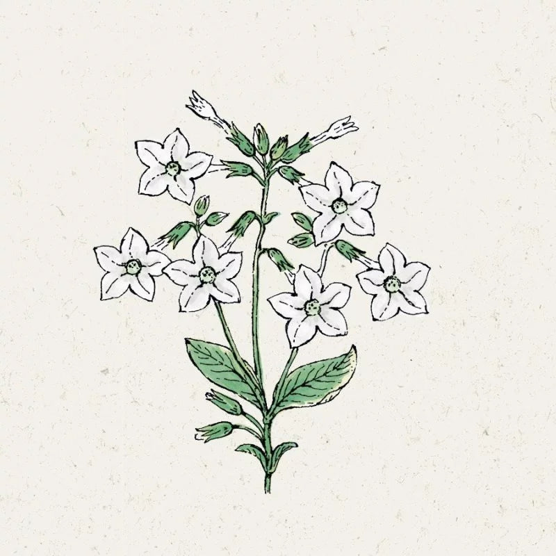 Eine botanische Illustration von Jora Dahl - Nicotiana alata „Grandiflora“ (Ziertabak) zeigt sechs sternförmige weiße Blüten, grüne Stängel und breite Blätter auf Beige – ideale Inspiration für alle, die Ziertabak-Samen säen möchten.