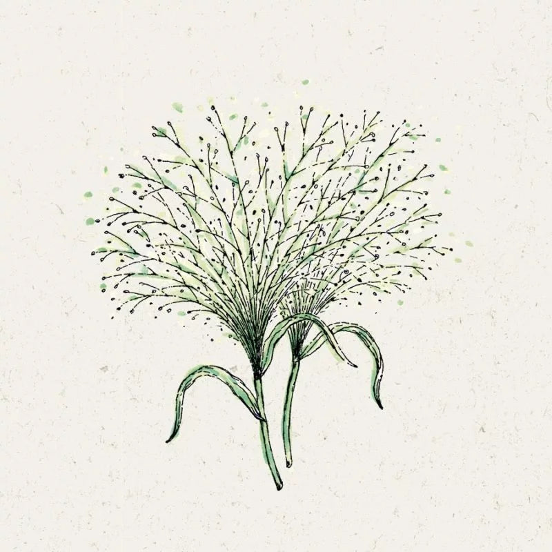 Zarte Illustration von Jora Dahl - Panicum virgatum 'Fontaine' (Rutenhirse), einem Ziergras mit schlanken Stängeln und feinen, strahlenförmig verlaufenden Zweigen, die mit winzigen Punkten besetzt sind, vor einem hellen, strukturierten Hintergrund. Marke: Jora Dahl.