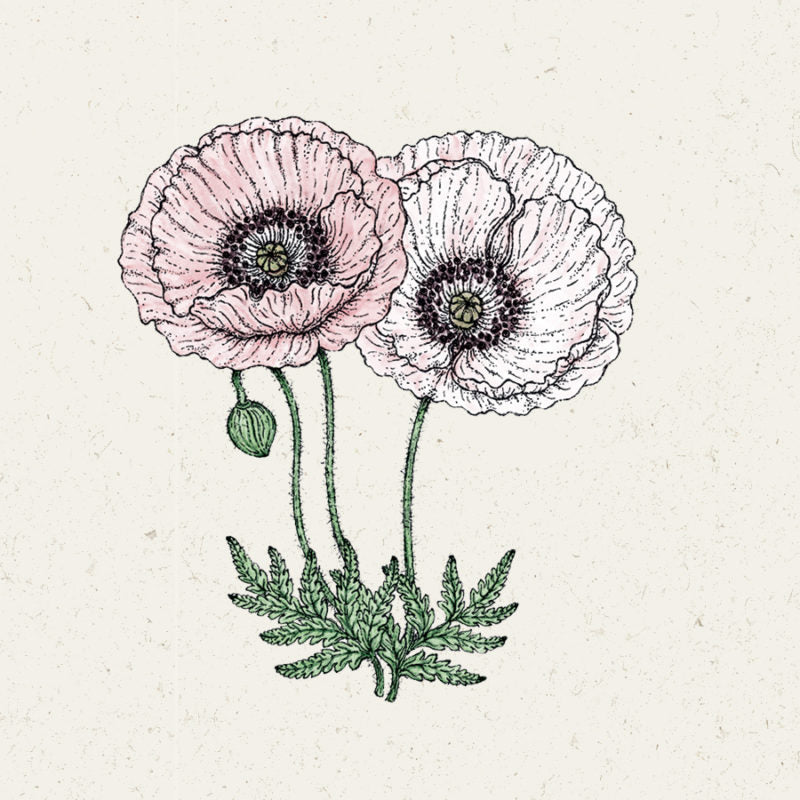 Detaillierte Illustration von Jora Dahl | Papaver rhoeas 'Mother of Pearl' (Klatschmohn) von Jora Dahl, mit einer hellrosa und einer weißen Blüte mit grünen Stielen, Blättern und einer geschlossenen Knospe auf einem strukturierten Hintergrund - ideal für Blumenliebhaber.