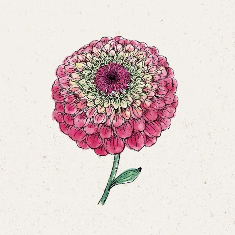Eine detaillierte Illustration von Jora Dahl | Zinnia elegans 'Queen Red Lime' (Zinnie) mit rosafarbenen und cremefarbenen Blütenblättern und grünem Stiel auf hellem Hintergrund - ideal für alle, die einjährige Blumen pflanzen oder Zinnien Samen sammeln.