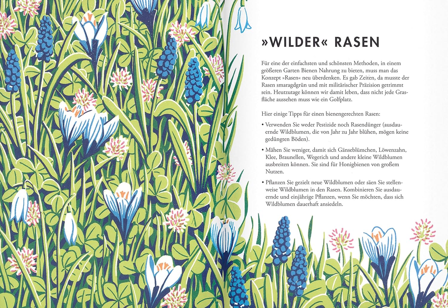 Illustration aus "Pflanzen für Honigbienen" des Gerstenberg Verlags: Links hohes Gras, blaue Traubenhyazinthen und weiße Krokusse, rechts Tipps für bienenfreundliche Gärten und Wildrasen für Wild- und Honigbienen.