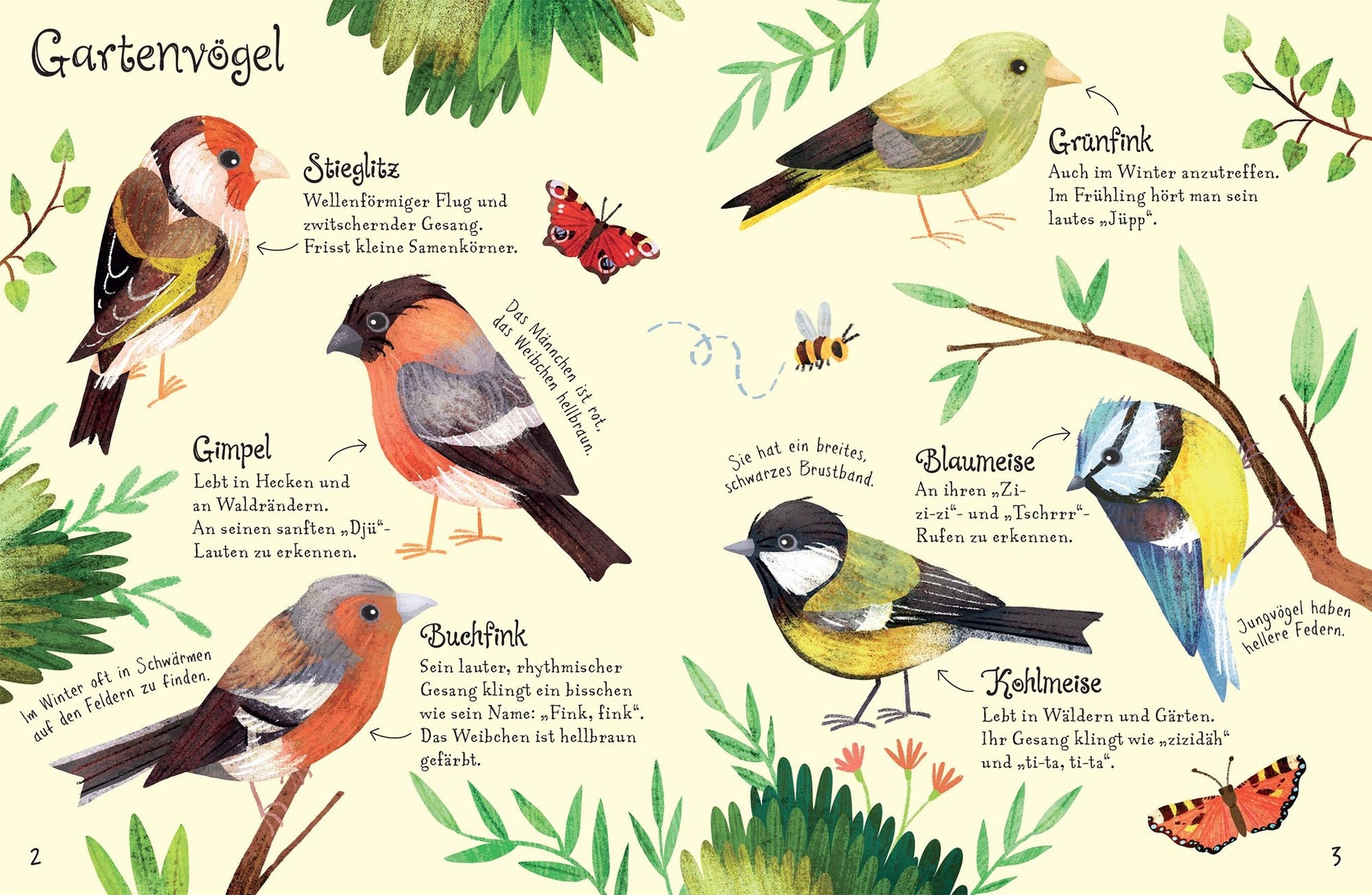 Das Minibuch "Usborne Minis - Naturführer: Vögel" von dtv Verlag zeigt Vogelarten wie Distelfink, Buchfink und Blaumeise mit kurzen deutschen Beschreibungen und Illustrationen - perfekt für kleine Naturforscher.