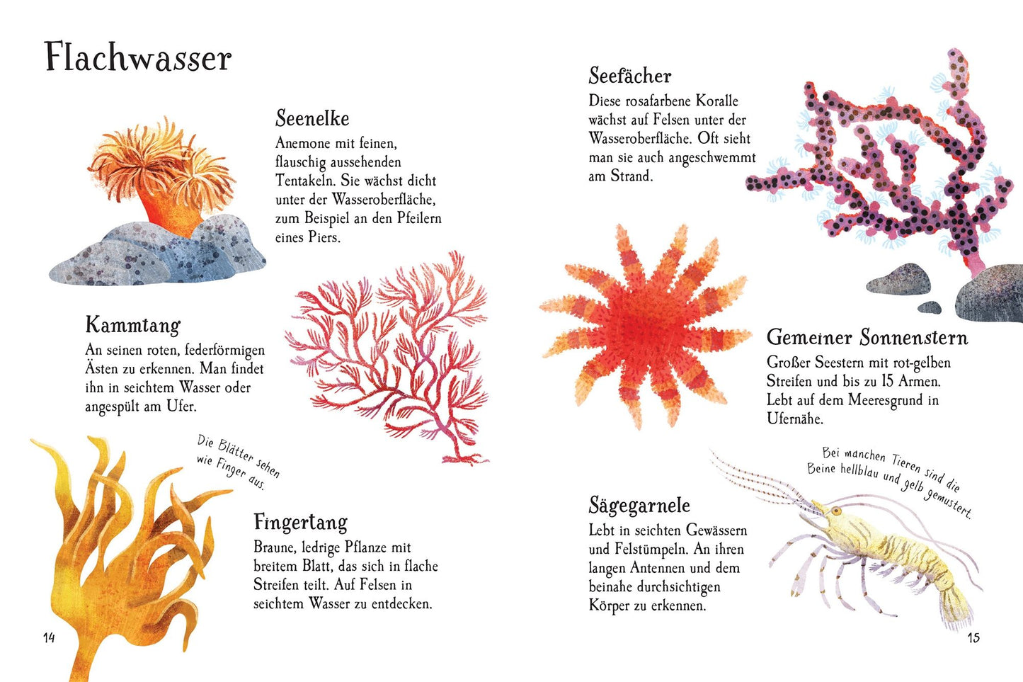 Eine Seite aus „Usborne Minis Naturführer: Am Meer“ vom dtv Verlag zeigt Aquarellillustrationen und deutsche Beschreibungen von Meeresbewohnern und Pflanzen wie Seeanemone, Rippenqualle, Rotalge, Sonnenstern und Schlangenstern auf weißem Hintergrund.