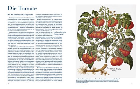 Ein Artikel über Tomatenlust vom Haupt Verlag erscheint mit einer alten botanischen Abbildung einer Tomatenpflanze - rote Tomaten, grüne Blätter, Wurzeln und die Aufschrift "Pomum amoris fructu" - auf der rechten Seite und Text auf der linken Seite.