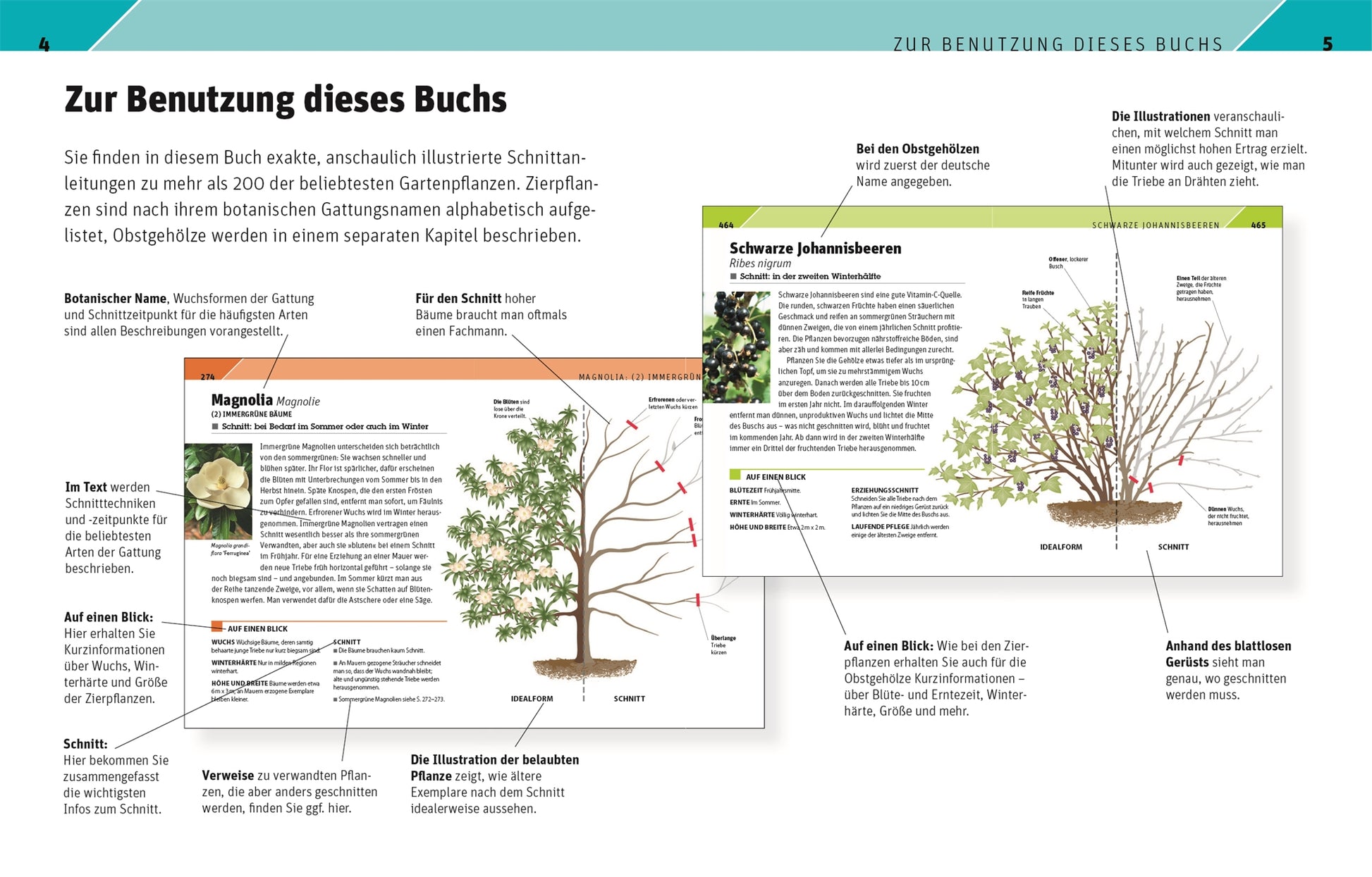 Das DK-Buch „Gartenwissen Pflanzenschnitt“ enthält deutsche Seiten mit beschrifteten, illustrierten Diagrammen von Gartenpflanzen wie Magnolie und Schwarzer Johannisbeere, die botanische Begriffe, Beschreibungen und Schnittanleitungen für Obstgehölze und Zierpflanzen hervorheben.