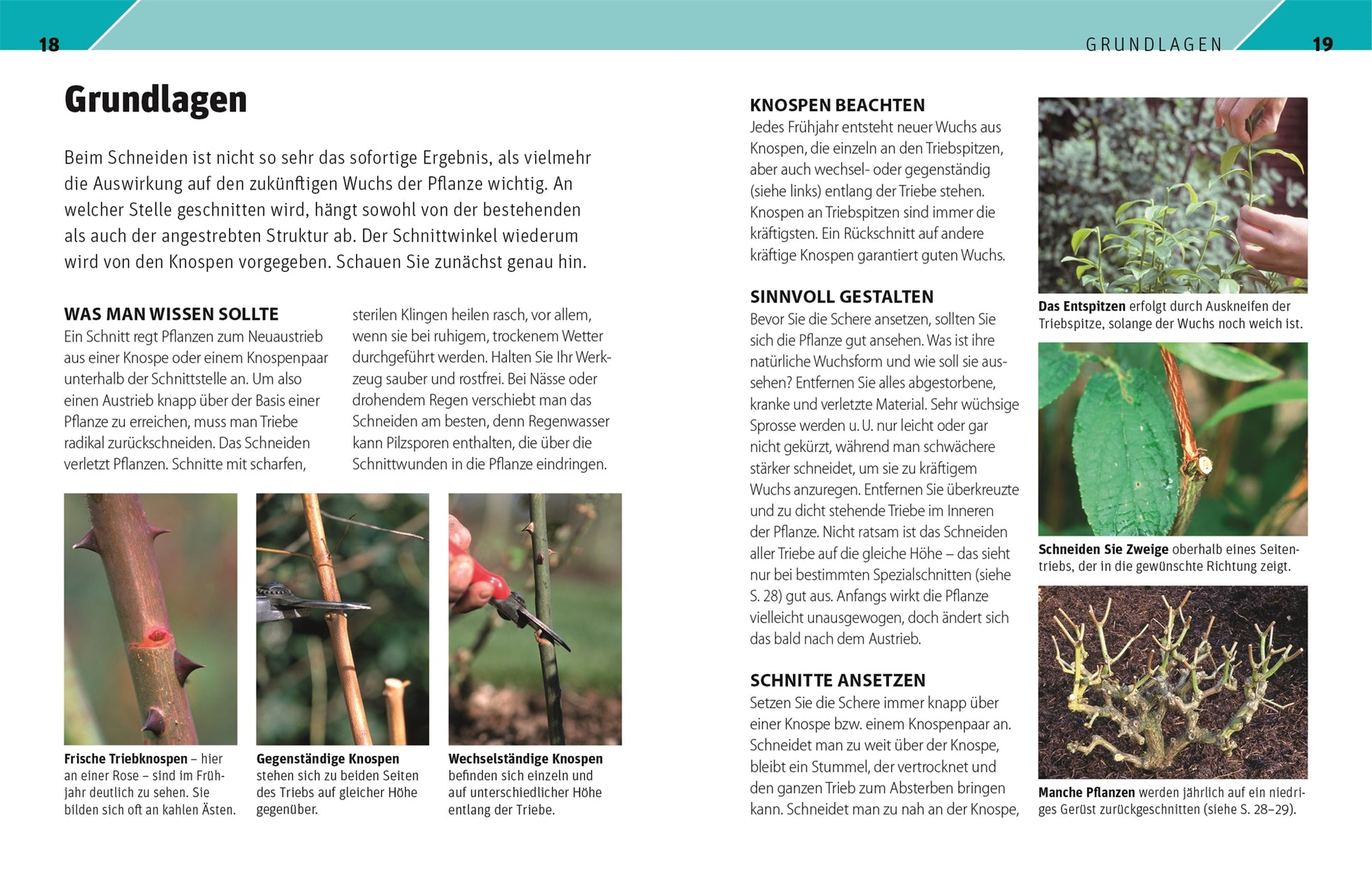 „Gartenwissen Pflanzenschnitt“ von DK ist ein deutscher Leitfaden zum Beschneiden von Zierpflanzen mit Text, Diagrammen und Fotos von Händen, die Zweige schneiden, Nahaufnahmen von Knospen, Werkzeuggebrauch sowie Vorher-Nachher-Aufnahmen von beschnittenen Pflanzen.