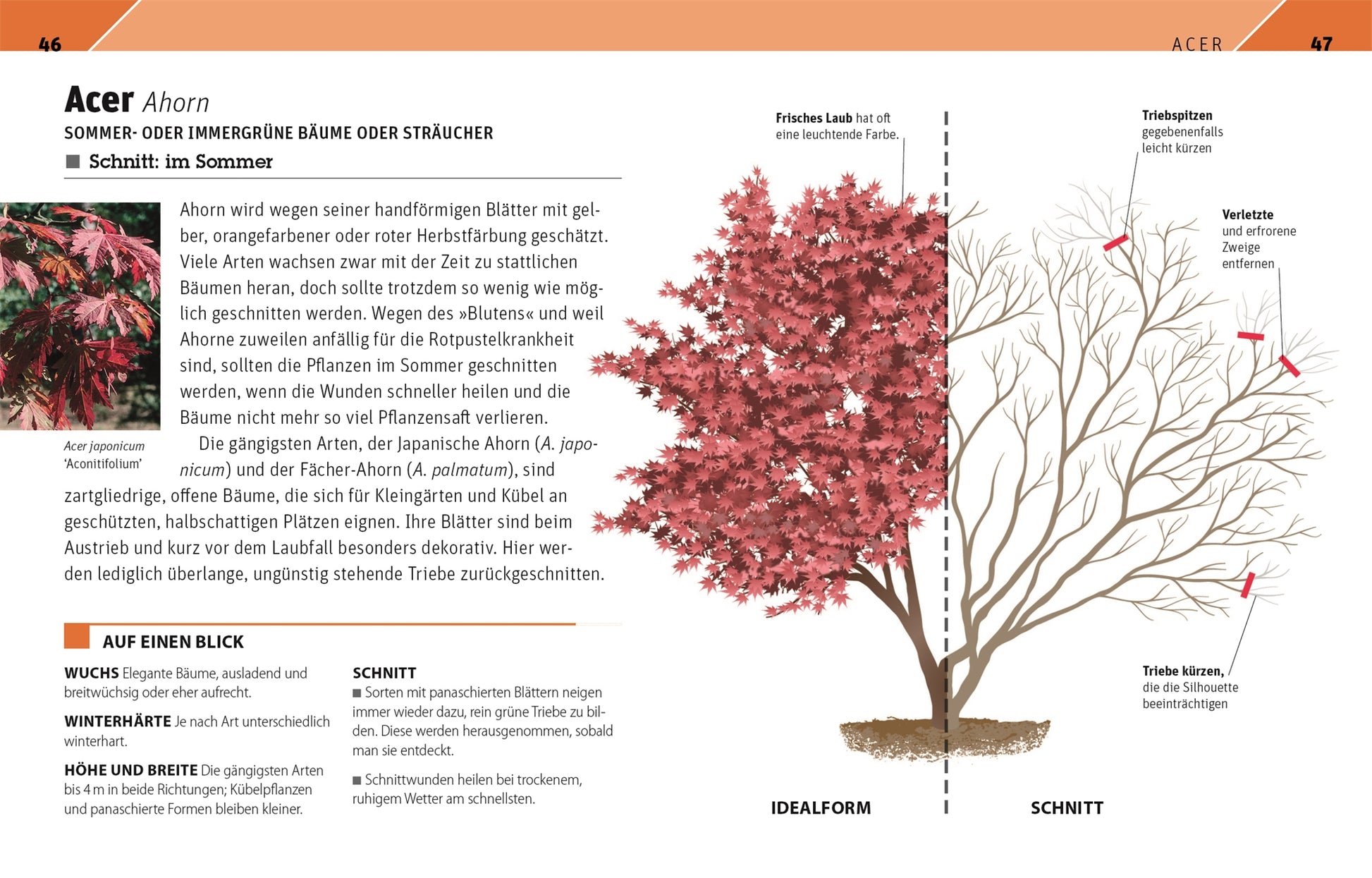 Gartenwissen Pflanzenschnitt von DK: Abbildung eines Rot-Ahorns (Acer) als Zierpflanze, links mit dichtem Sommerlaub und rechts ein Diagramm, das den idealen Sommerschnitt zeigt und die zu beschneidenden Zweige hervorhebt.
