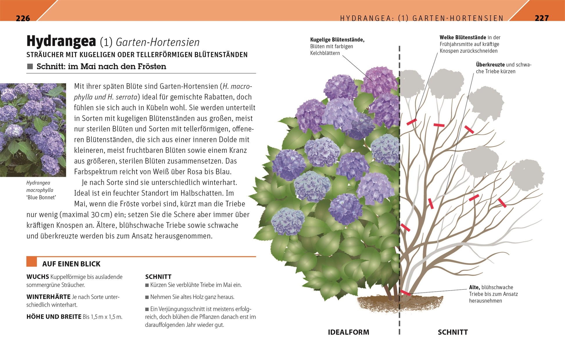 Gartenwissen Pflanzenschnitt von DK ist eine illustrierte deutsche Anleitung zum Beschneiden von Hortensien mit Diagrammen, lila blühenden Büschen, Etiketten und Schnittanleitungen speziell für Zierpflanzen.