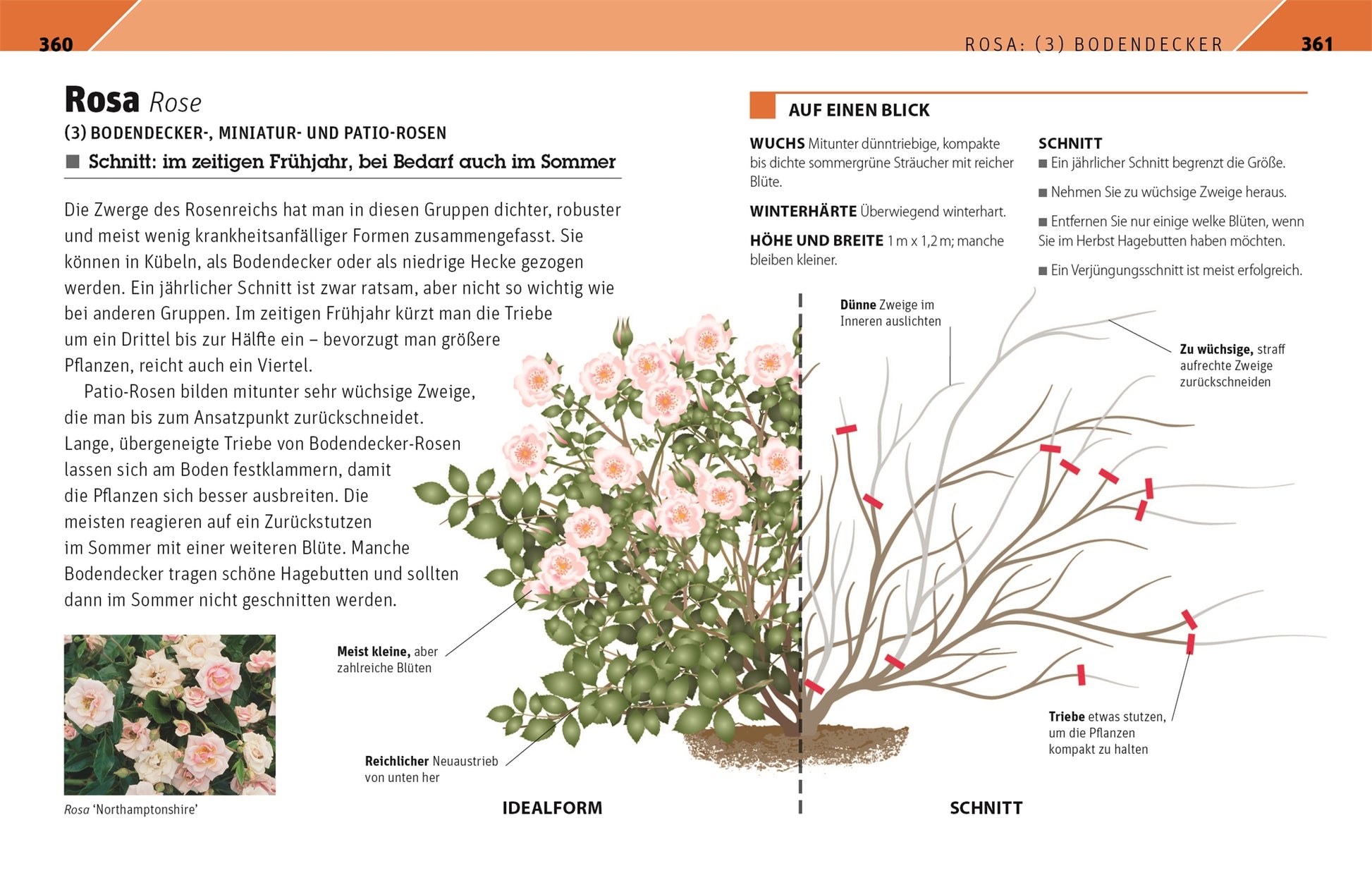 Entdecken Sie „Gartenwissen Pflanzenschnitt“ von DK: Enthält einen illustrierten Rosenstrauch mit beschrifteten Teilen, einem Schnittanleitungsdiagramm und detaillierten Informationen zu Wachstum, Größe und Pflege – perfekt für Zierpflanzensammlungen.