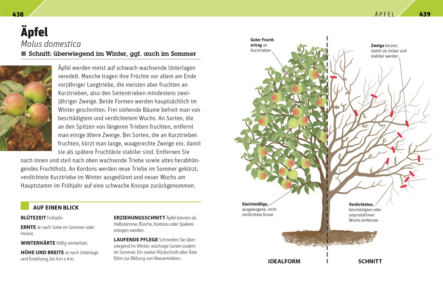 Eine botanische Illustration eines Apfelbaums mit Äpfeln ist abgebildet. Links sind Nahaufnahmen der Äpfel zu sehen; rechts sind Diagramme zu sehen, die die Baumformen vergleichen. DKs „Gartenwissen Pflanzenschnitt“ enthält Schnittanleitungen und Tipps zum Apfelanbau.