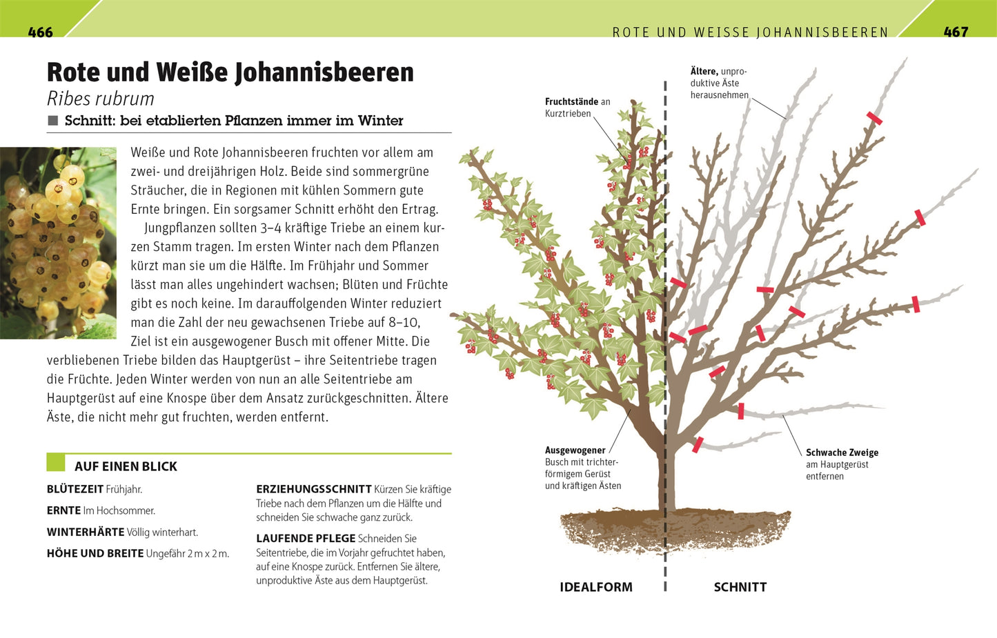 Die Abbildung aus DKs Gartenwissen Pflanzenschnitt zeigt das Beschneiden von roten und weißen Johannisbeersträuchern: Ein gelber Infokasten und beschriftete Zweige demonstrieren die richtigen Schnittanleitungen für Obstgehölze und stellen unbeschnittene Sträucher gut geformten gegenüber.