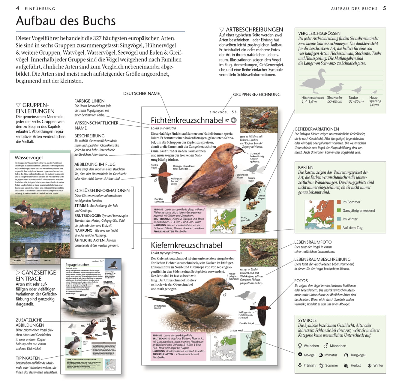 Eine Seite des DK Verlags „Vögel – 300 Arten entdecken & bestimmen“ zeigt ein übersichtliches Layout mit Farbcodes, Diagrammen, Vogelabbildungen (Fichtenkreuzschnäbel, Enten, Falken), Identifikationstipps und Gruppensymbolen für europäische Arten und erklärt den Aufbau des Buches.