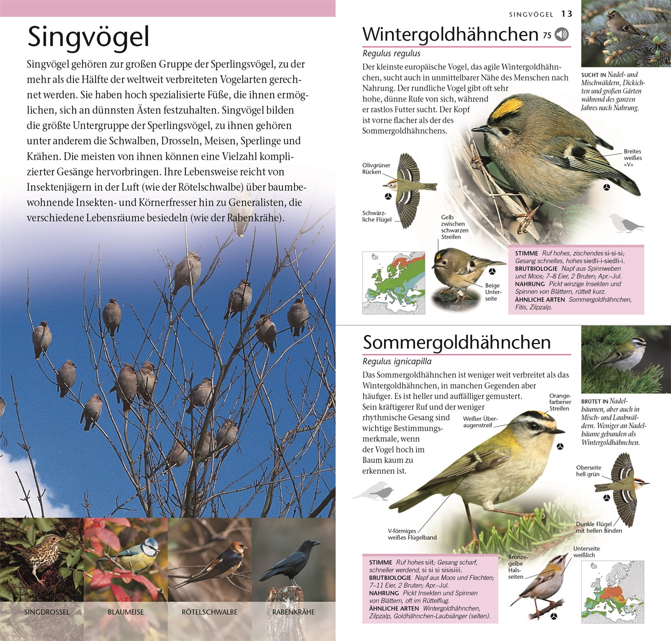 Entdecken Sie 300 europäische Singvogelarten mit „Vögel – 300 Arten entdecken & bestimmen“ vom DK Verlag: Fotos, Karten, Bestimmungstipps und Vogelstimmen auf Deutsch – dazu Nahaufnahmen von Wintergoldhähnchen und Sommergoldhähnchen.