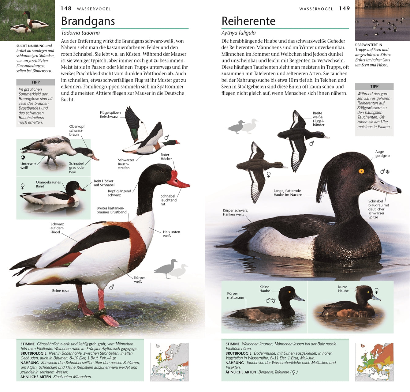Zwei Bildseiten aus „Vögel – 300 Arten entdecken & bestimmen“ vom DK Verlag zeigen detaillierte Zeichnungen, Beschreibungen, Karten, Rufe, Lebensrauminformationen und einen Vogelstimmen-Download für europäische Arten wie Reiherente und Brandgans.