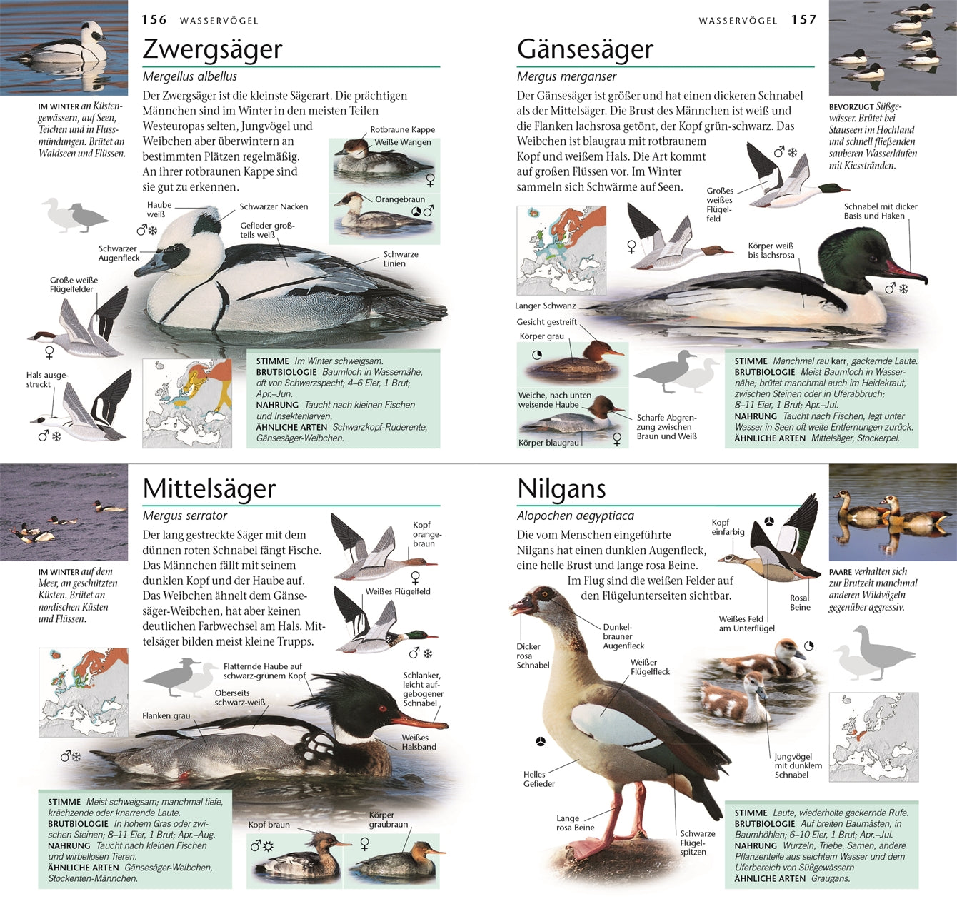 Eine Seite aus dem DK Verlag "Vögel - 300 Arten entdecken & bestimmen" bietet Abbildungen, Beschreibungen, Bestimmungstipps für Hobby-Ornithologen, Karten und Infos zu nützlichen Vogelstimmen-Download-Ressourcen.
