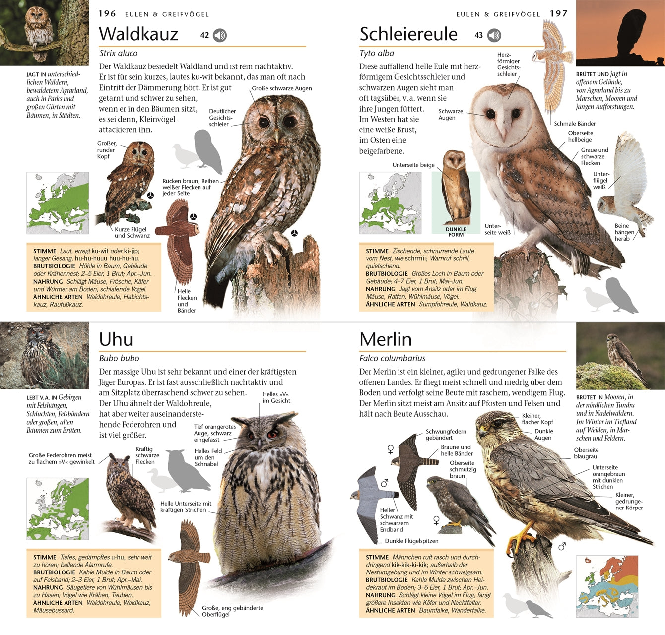 Der DK Verlag Ratgeber "Vögel - 300 Arten entdecken & bestimmen" unterstützt Hobby-Ornitholog*innen beim Bestimmen von Vögeln mit Illustrationen, Fotos, Verbreitungskarten und Beschreibungen zu vier Eulenarten wie Waldkauz, Schleiereule und Uhu.