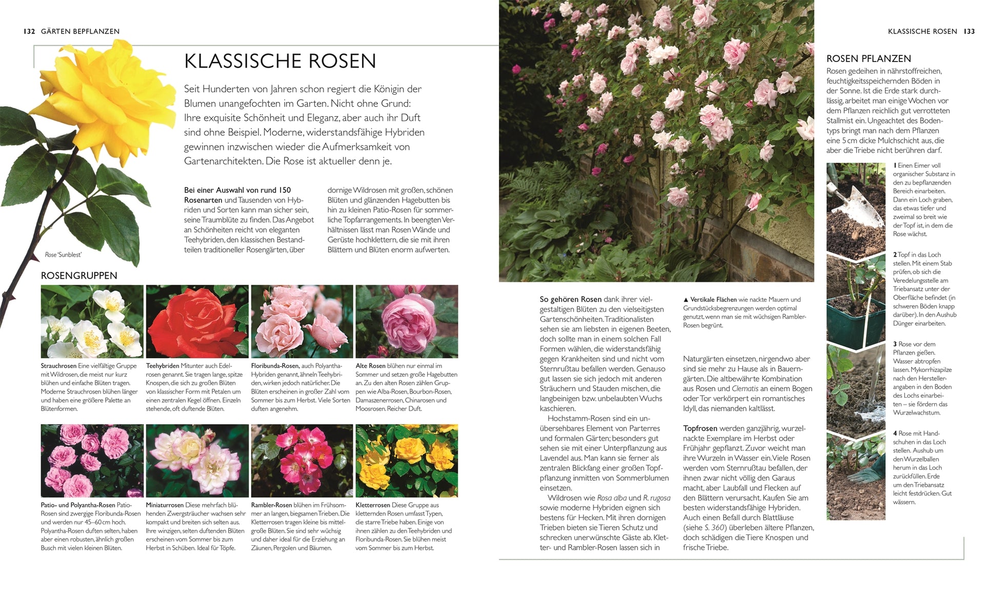 Die neue Gartenschule“ von DK ist ideal für Hobbygärtner: Entdecke klassische Rosen, Fotos von gelben Einzelrosen, rosa Rosenbüscheln und einem Huhn im Ziergarten. Inkl. Sortenübersicht und Pflegetipps für deinen Gartentraum.