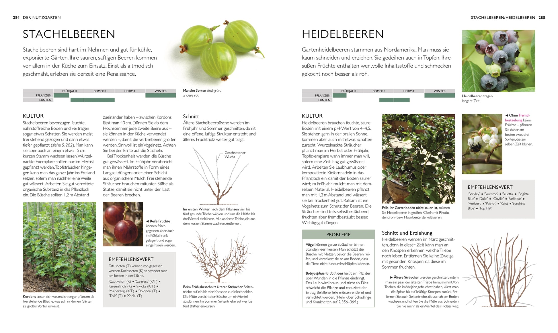 Eine Doppelseite aus DKs „Die neue Gartenschule“ präsentiert Fotos, Diagramme und Tipps zu Stachelbeeren und Heidelbeeren – mit Pflegehinweisen, Strauchformen, häufigen Problemen sowie Bildern von Beeren und ausgewachsenen Sträuchern für Gartenfreunde.