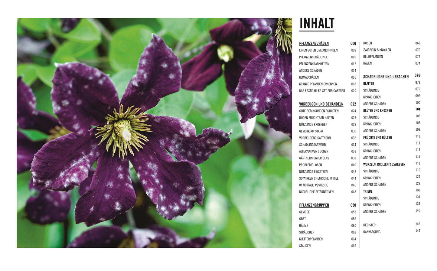 Nahaufnahme einer dunkelvioletten Clematis mit weißen Sprenkeln und gelber Mitte, inmitten grüner Blätter - perfekt für "Grünes Gartenwissen. Krankheiten und Schädlinge" aus dem DK Verlag. Rechts ist ein deutsches Inhaltsverzeichnis mit dem Titel INHALT.