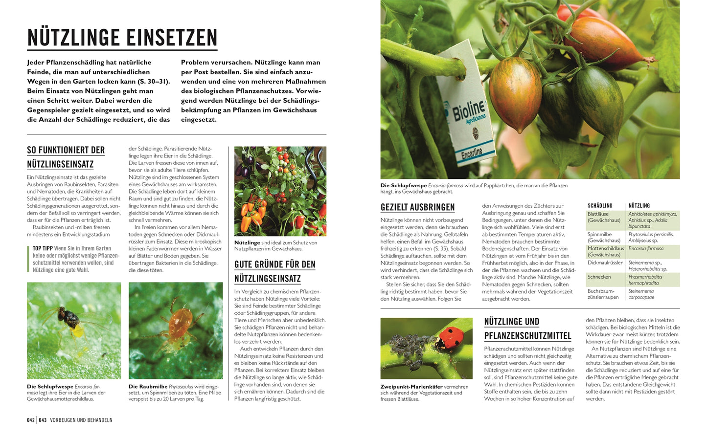 In einer deutschen Zeitschrift mit dem Titel "Grünes Gartenwissen. Krankheiten und Schädlinge" (DK Verlag) zeigt Marienkäfer, Tomaten und Insekten und erklärt, wie man Nützlinge für den natürlichen und ökologischen Pflanzenschutz im Garten einsetzen kann.