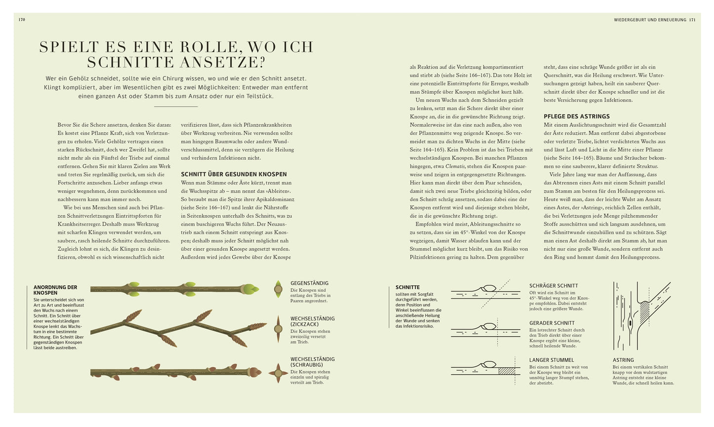 Das Buch "100 Fragen und Antworten zum Gärtnern" aus dem DK Verlag enthält Diagramme zu Baumschnittmethoden mit Texten zu Techniken, illustrierten Schnitten und Tipps zur Förderung eines gesunden Pflanzenwachstums.