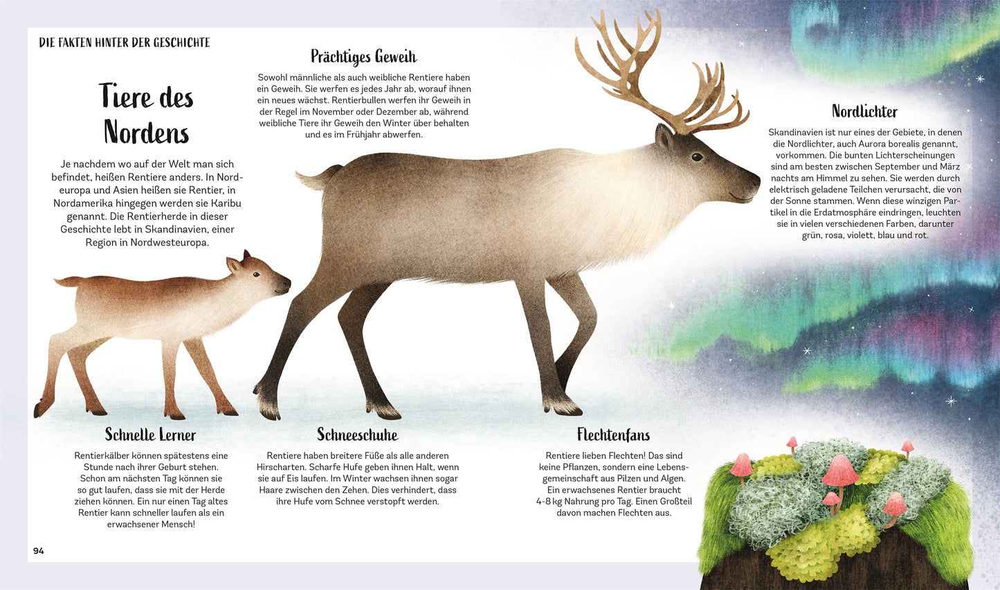 Eine illustrierte Seite aus Zauber des Waldes - Tiergeschichten (DK Verlag) zeigt ein Rentier und ein Kalb im Nordlicht, mit deutschem Text über Waldtiere - perfekt als Naturbuch ab 5 Jahren oder Kinderbuch Waldtiere.